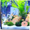 Sosoport 10-Piece Natural Sea Urchin Decor for Aquariums and Home view 4