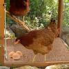 Coconut Fiber Nesting Pad, Natural Bird Bedding view 4