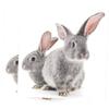 ibasenice 4-Sheet Cartoon Wall Stickers, Self-Adhesive Rabbit Wall Decals for Nursery, Kids' Room, Living Room and Playroom view 4