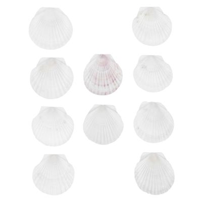 Milisten 10-Piece Natural Scallop Shells for Crafts and Baking