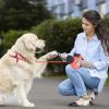 Retractable Dog Leash, Lightweight and Adjustable view 3