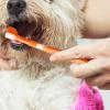 Small Dog Toothbrush with 3 Heads for Fresh Breath view 2