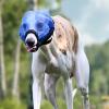 Soft Adjustable Muzzle for Small Dogs view 4