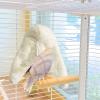 Parakeet Heating Nest view 3
