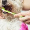 Cat Toothbrush | 3 Heads for Bad Breath Removal | Soft Bristles for Kittens view 2