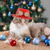 Red Christmas Hat for Pets view 2