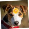 ORFOFE 20-Piece Flower Hair Ties for Dogs and Cats view 4