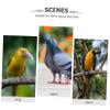 Supvox Parrot Collar - Anti-Pecking Bird Cone view 4