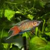 Fish Growth Gran 600 g Fish Food, Complete Growth Granules view 4