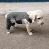 Zxfdsfdbnm Dog Leggings for Hind-Leg Support, Warmth and Anti-Licking view 4