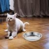 Stainless Steel Cat Bowls, 4-Pack, Silver, Easy to Clean view 2