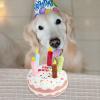 Jvjggag Plush Birthday Cake Dog Toy view 3