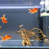Genrico Aquarium Driftwood Decoration view 3