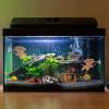 Huyeruie Betta Leaf Hammock Aquarium Plant view 2