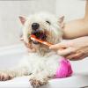 Cat Toothbrush with Soft Bristles and 3 Heads view 2