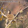 Natural Straw Bird Nest for Breeding view 2