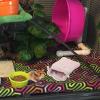 Lyricalist Guinea Winter Nest view 4