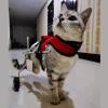Dog Wheelchair for Small Pets and Cats, 2-Wheel Rear-Leg Support Cart, Size L view 1