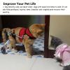 Dog Wheelchair for Small Pets and Cats, 2-Wheel Rear-Leg Support Cart, Size L view 3