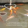 Heart-Shaped Floating Plant Ring - 5 Pack view 3