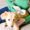Pet Slicker Brush for Cats view 2