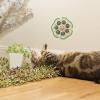 Catnip Balls for Cats - Wall-Mounted Cat Toy view 2