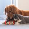 Dog Treat Dispenser Toy view 3