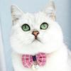 Cat Collar with Bow and Bell, Black, M view 2
