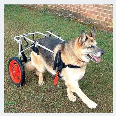 GJUOFFKO Dog Wheelchair for Large Dogs with Paralyzed Hind Legs, Adjustable Rear-Leg Rehabilitation Aid, 2 Wheels (Sizes L, XL)