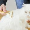 Undercoat Brush for Dogs view 2