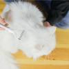Dog Brush for Shedding, Undercoat Brush for Dogs - Stainless Steel Teeth Pet Grooming Comb view 2