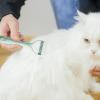 Undercoat Brush for Dogs view 2