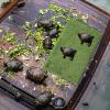 Reptile Carpet - Bearded Dragon Mat 40 x 25 cm view 3