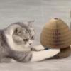 Organ Cat Scratching Board view 4