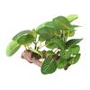 ZHENGCI Resin Aquarium Plant view 1