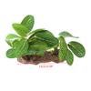 ZHENGCI Resin Aquarium Plant view 4