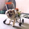 YFWOKSL Pet Wheelchair for Dogs, Adjustable 4-Wheel Aluminum Mobility Cart for Small Dogs view 1