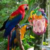 NASSMOSSE Bird Beak Grinding Stone Chew Treat view 4