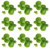 Milisten 36 Pcs Artificial Water Lettuce view 1