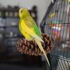 Naqqios Pine Cone Bird Perch Stand view 2