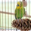 Naqqios Pine Cone Bird Perch Stand view 4