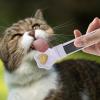 Happy Spoon Paw-Shaped Cat Snack Scoop and Lickable Food Dispenser view 3