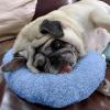 U-Shaped Pet Pillow view 2