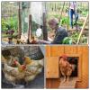 Chicken Coop Toy - Interactive Parrot Toy view 4