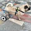 GJUOFFKO Dog Wheelchair for Small to Medium Dogs view 1