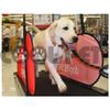 COOL PET Treadmill for Large Dogs DOG PACER LF 3.1 view 4