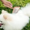 Nail Brush for Dogs | Extra Long Flat Brush for Cats and Dogs | Professional Grooming Brush with Non-Slip Grip view 3