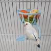 Cuttlebone Holder for Birdcage view 2