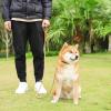 Tewzafiya Dog Leash view 2