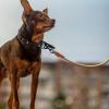 Tewzafiya Dog Leash view 3